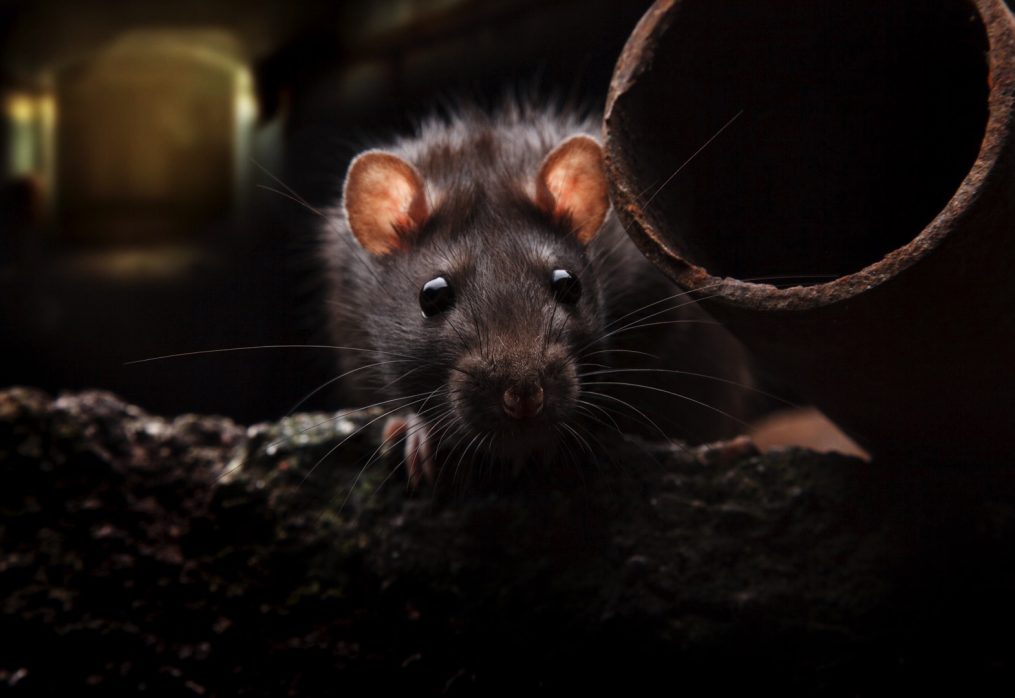 Podnebna kriza je ponovno udarila: Horde podgan