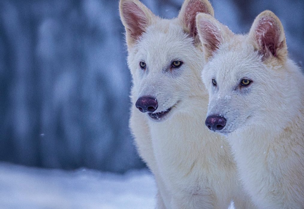 Izumrle živali se vračajo