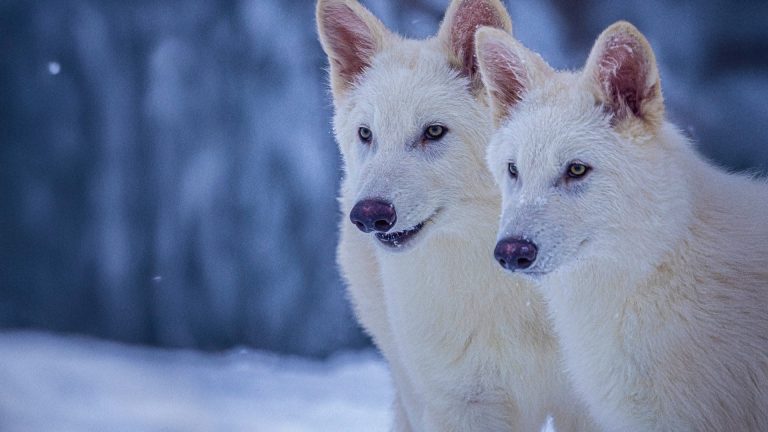 Izumrle živali se vračajo