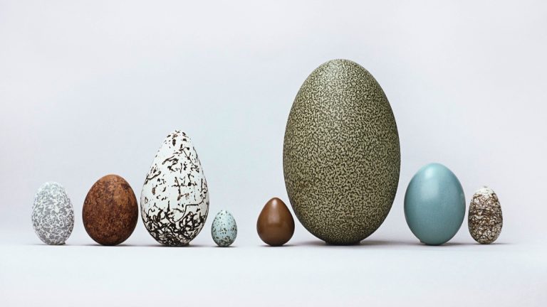 Jajce Genialna embalaža narave
