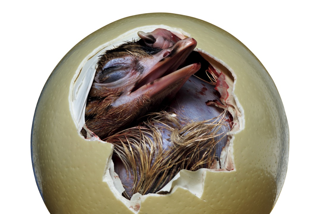 Jajce Genialna embalaža narave