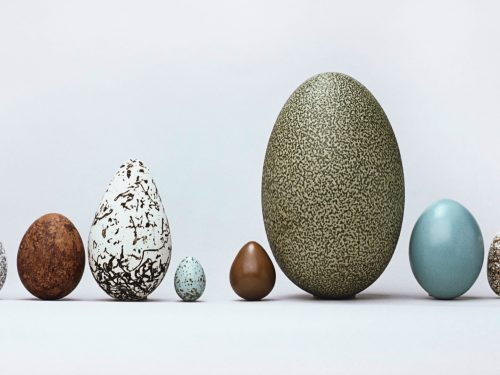 Jajce Genialna embalaža narave