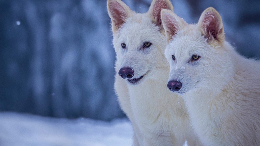 Izumrle živali se vračajo